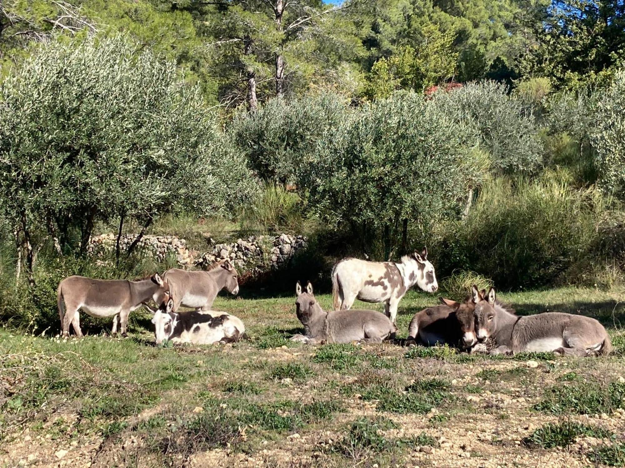 Les Genets Villa Fayence Eksteriør bilde